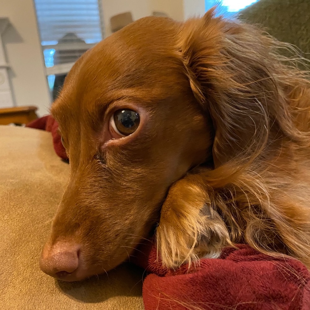 Meet your Posher, Paige